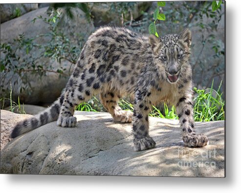 Animal Metal Print featuring the photograph Young Snow Leopard by Dan Holm