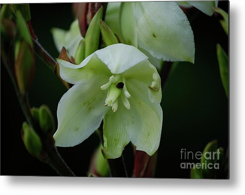 White Flowers Metal Print featuring the photograph Yucca by Randy Bodkins