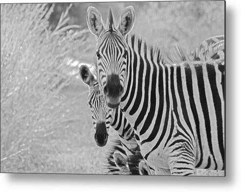 Nature Metal Print featuring the photograph Zebras #1 by Patrick Kain