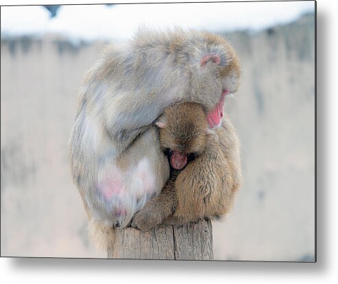 Japanese Monkey
Parent And Child
??? Metal Print featuring the photograph ???? by Yoshitaka Ooyama