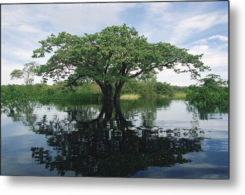 Amazon Region Metal Print featuring the photograph Amazon Rain Forest Despina #1 by Marc Deville