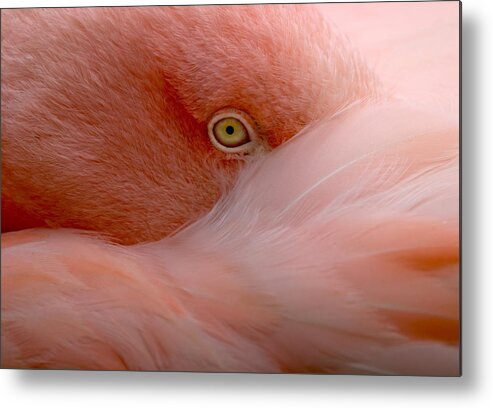 Flamingo Metal Print featuring the photograph Eye Contact #1 by Robin Wechsler