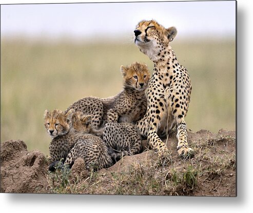 Serengeti Metal Print featuring the photograph Family #1 by Giuseppe Damico