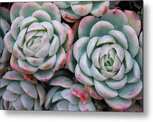 Houseleek Metal Print featuring the photograph Hens And Chicks Succulent #1 by Lazingbee