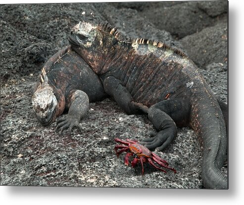 Amblyrhynchus Metal Print featuring the photograph Marine Iguanas #1 by Michael Lustbader