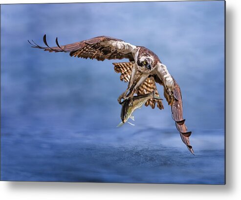 Osprey Metal Print featuring the photograph Osprey #1 by Tao Huang