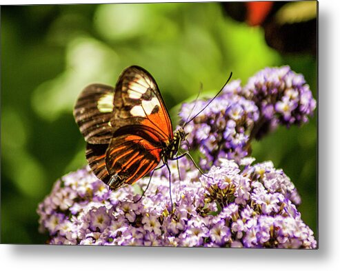 Butterfly Metal Print featuring the photograph Tiger Longwing Butterfly #1 by Donald Pash