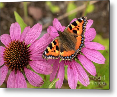 Lepidopterae Metal Print featuring the photograph Tortoiseshell Butterfly #1 by Bob Gibbons/science Photo Library
