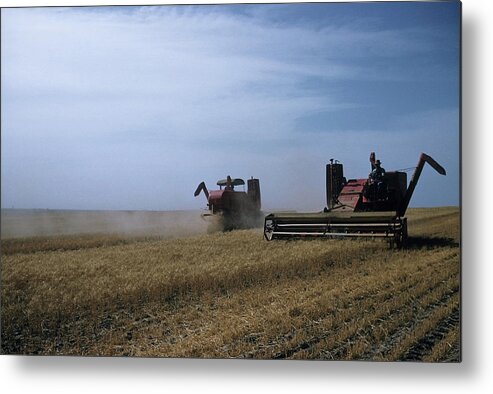 1950-1959 Metal Print featuring the photograph Wheat Harvest In Kansas #1 by Michael Ochs Archives