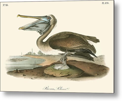 Audubon Metal Print featuring the painting Brown Pelican #11 by John James Audubon