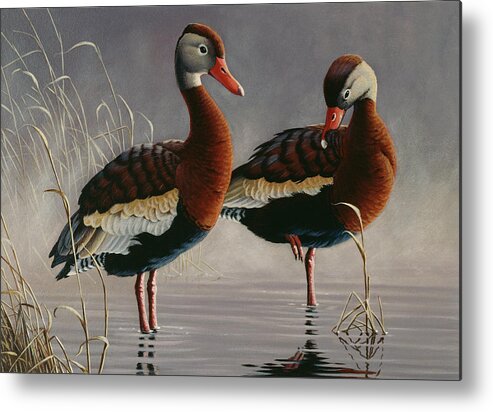 Two Black Bellied Whistling Ducks Standing In The Water Metal Print featuring the painting 1989 Black Bellied Whistling Duck by Wilhelm Goebel