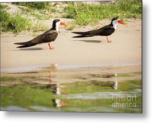 Africa Metal Print featuring the photograph Birds #2 by Timothy Hacker