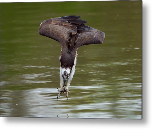 Eyes Metal Print featuring the photograph Osprey In Action #2 by Johnny Chen