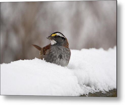 Sparrow Metal Print featuring the photograph White- Throated Sparrow by Ann Bridges