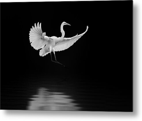 Egret Metal Print featuring the photograph #22 by Rob Li