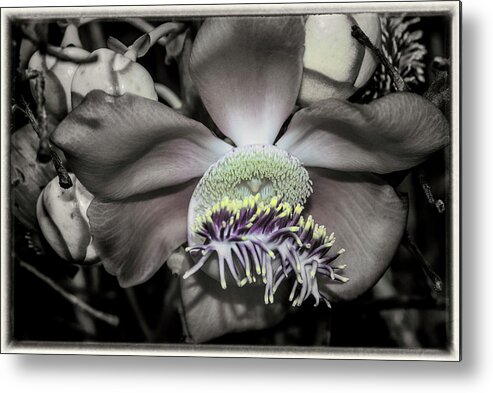 Flower Metal Print featuring the photograph Cannonball Flower #3 by Donald Pash
