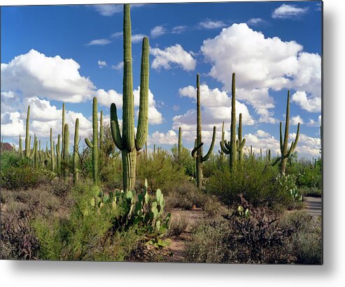 Saguaro Cactus Metal Print featuring the photograph Desert Landscape #3 by Kingwu
