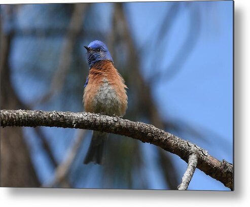 Western Bluebird Metal Print featuring the photograph A Bit of Fluff by Fraida Gutovich