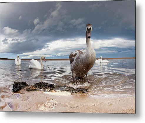 Water's Edge Metal Print featuring the photograph A Duck And Swans In The Shallow Water by John Short / Design Pics