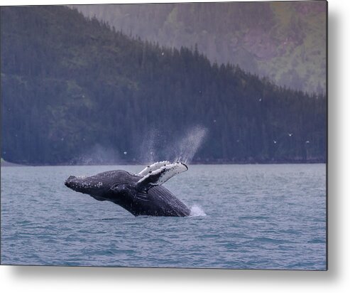 Humpback Whale Metal Print featuring the photograph A Humpback Whale Jump Out Of The Sea In Alaska by Tu Qiang (john) Chen