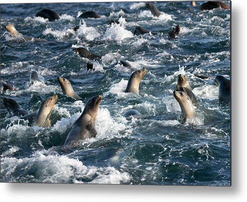 California Metal Print featuring the photograph A Raft of Sea Lions by Cheryl Strahl