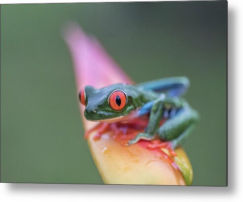 Red-eyed Metal Print featuring the photograph A Red-eyed Tree Frog In Costa Rica by Cavan Images