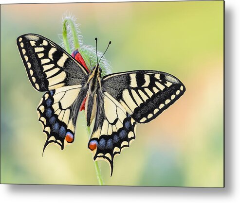 Butterfly Metal Print featuring the photograph A Special Papilio by Raffaella Coreggioli