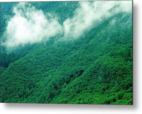 Tropical Rainforest Metal Print featuring the photograph Above The Treetops by Nikada
