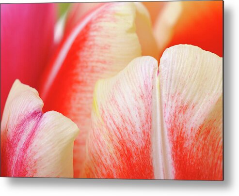 Variegated Metal Print featuring the photograph Abstract Colorful Tulips Close Up by Jpecha
