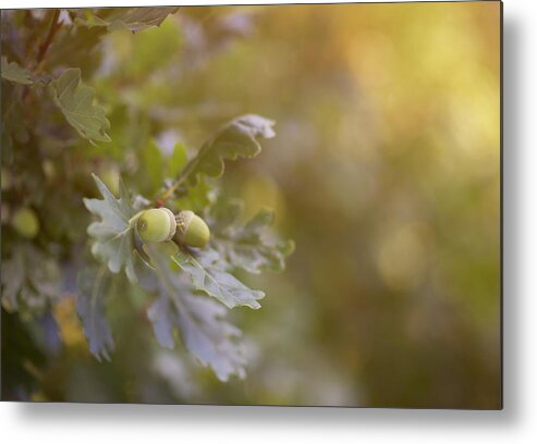 Acorn Metal Print featuring the photograph Acorns On Oak Tree by Dougal Waters