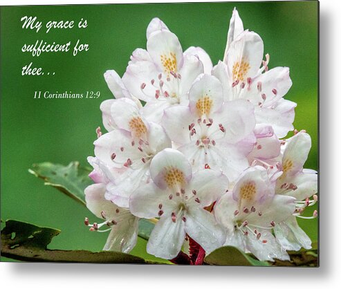 Mountain Laurel Metal Print featuring the photograph All Sufficient Grace by Marcy Wielfaert