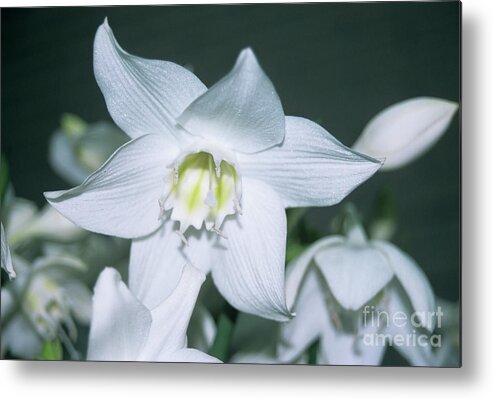 Botanical Metal Print featuring the photograph Amazon Lily Flower by Nick Wiseman/science Photo Library