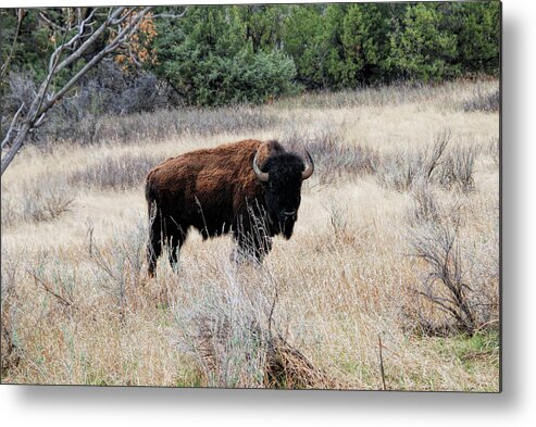 American Bison Metal Print featuring the photograph American Bison by Phyllis Taylor