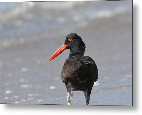 Black Oystercatcher Metal Print featuring the photograph Black Oystercatcher by Fraida Gutovich