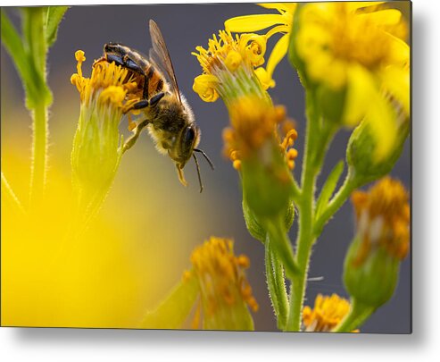 Flowers
Pollinator
Macro Metal Print featuring the photograph Among The Flowers by Sergio Barboni
