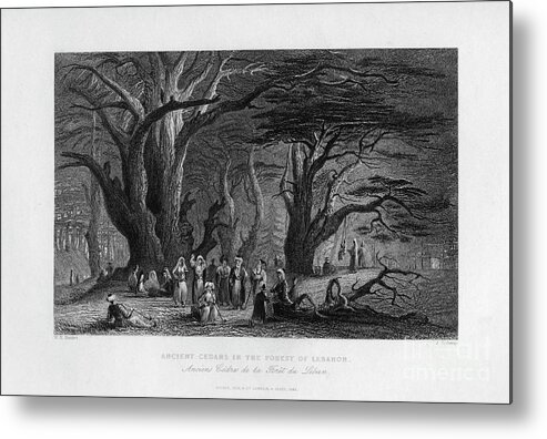 Cedar Tree Metal Print featuring the drawing Ancient Cedars In The Forest by Print Collector