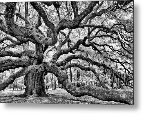 Charleston Metal Print featuring the photograph Angel Oak Tree by Louis Dallara