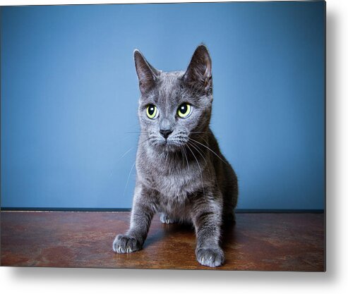 Pets Metal Print featuring the photograph Apprehension by Square Dog Photography