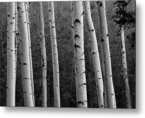 Aspen Trees Metal Print featuring the photograph Aspen in Black and White by Dave Dilli