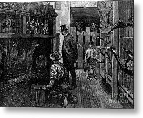 Birdcage Metal Print featuring the drawing At Jamrachs, London, 1887 by Print Collector