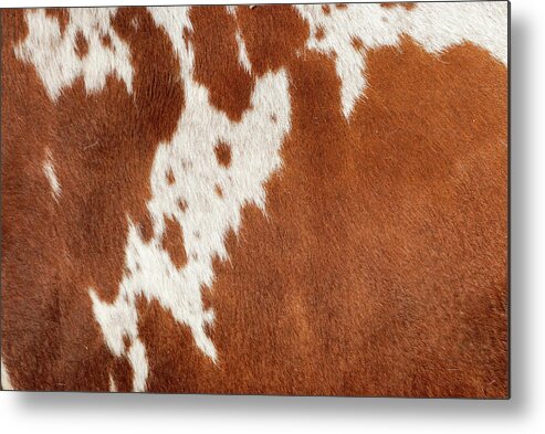 Animal Skin Metal Print featuring the photograph Authentic Cowhide by Cgbaldauf