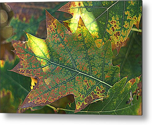 Leaves Metal Print featuring the photograph Autumn 1 by Jolly Van der Velden