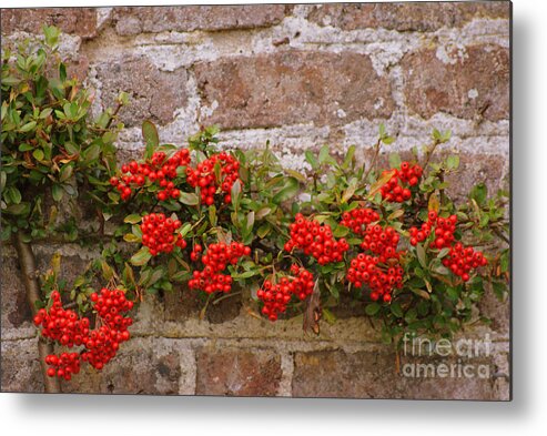 Berries Metal Print featuring the photograph Autumn berries by Eva Ason