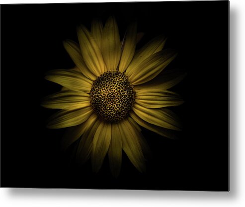 Brian Carson Metal Print featuring the photograph Backyard Flowers 18 Color Version by Brian Carson