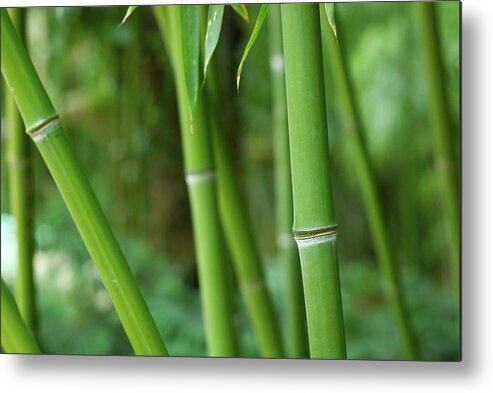 Scenics Metal Print featuring the photograph Bamboo by Sandsun