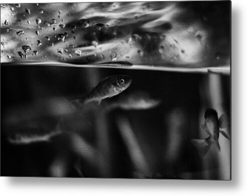 Fish Metal Print featuring the photograph Be My Ocean by Jrgen Hartlieb