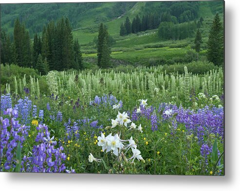 Mountain Metal Print featuring the photograph Beautiful Evening Mountain Wildflowers by Cascade Colors