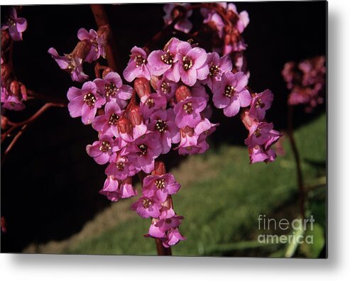 United Kingdom Metal Print featuring the photograph Bergenia by Adrian T Sumner/science Photo Library
