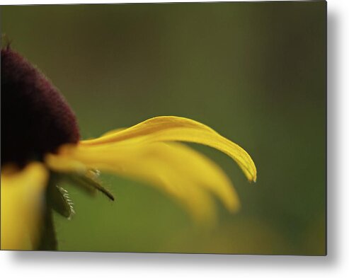 Black Eyed Susan Flower Metal Print featuring the photograph Black Eye by Michelle Wermuth