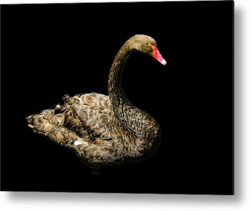 Swan Metal Print featuring the photograph Black Swan on Black by Alison Frank